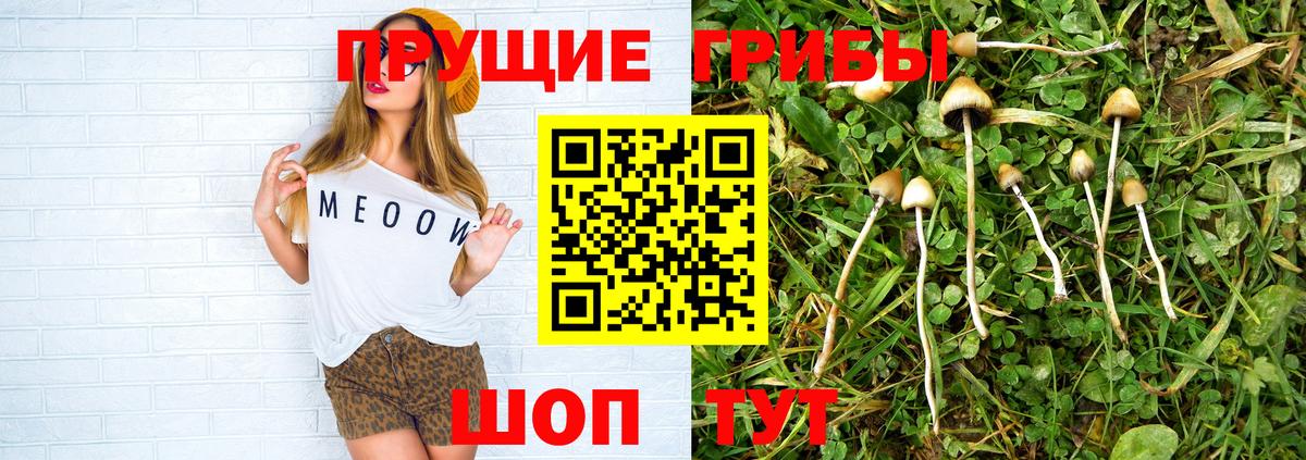 Псилоцибиновые грибы прущие грибы Ставрополь